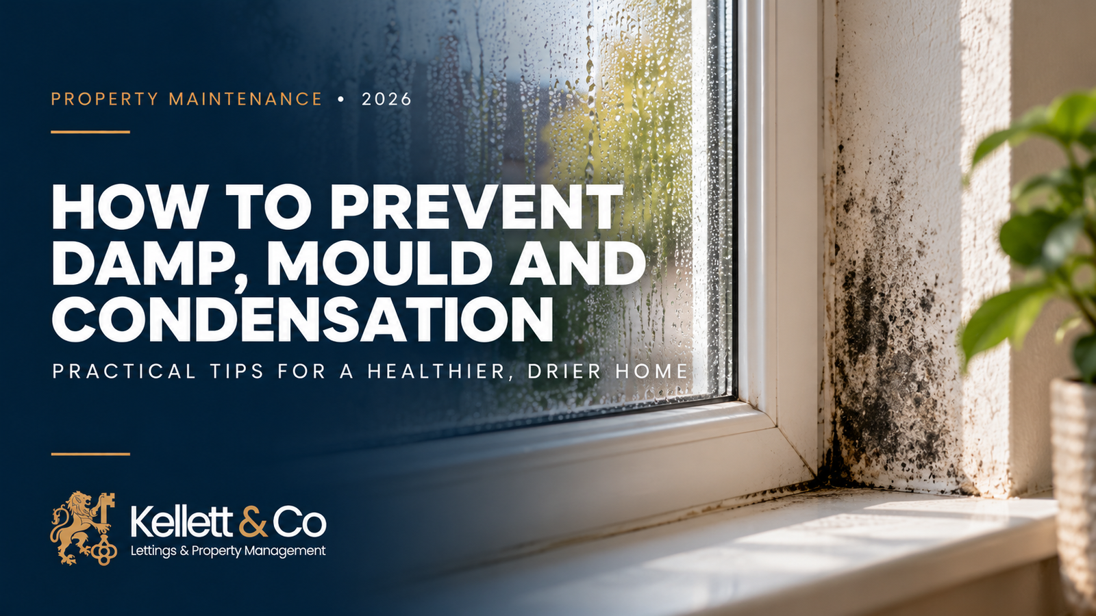 How to Prevent Damp, Mould & Condensation